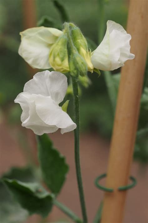 aphrodite_sweet|Lathyrus odoratus Aphrodite